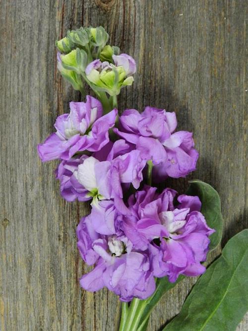 Wholesale Lavender Flowers Online FlowerFarm